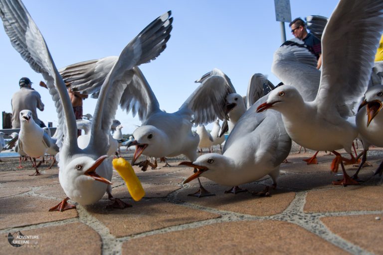 Seagull frenzy Surfers Paradise