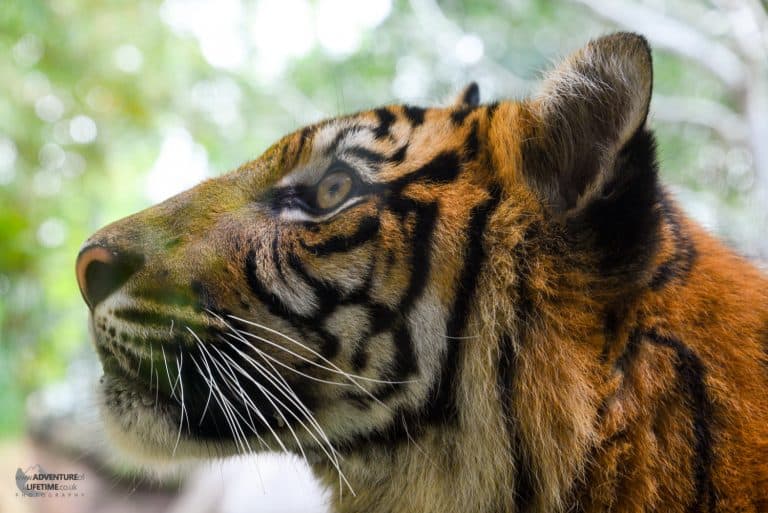 Tiger at Australia Zoo