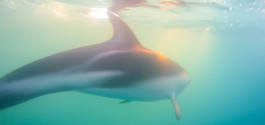 Top Travel Moments - Swimming with Wild Dolphins