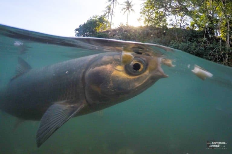 Fish Feeding at Aquascene in Darwin