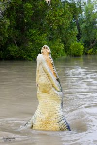 Crocodile Jumping Cruise - Adelaide River