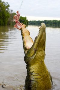 Crocodile Jumping Cruise - Adelaide River