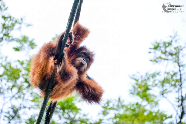 Baby Orangutan Singapore Zoo