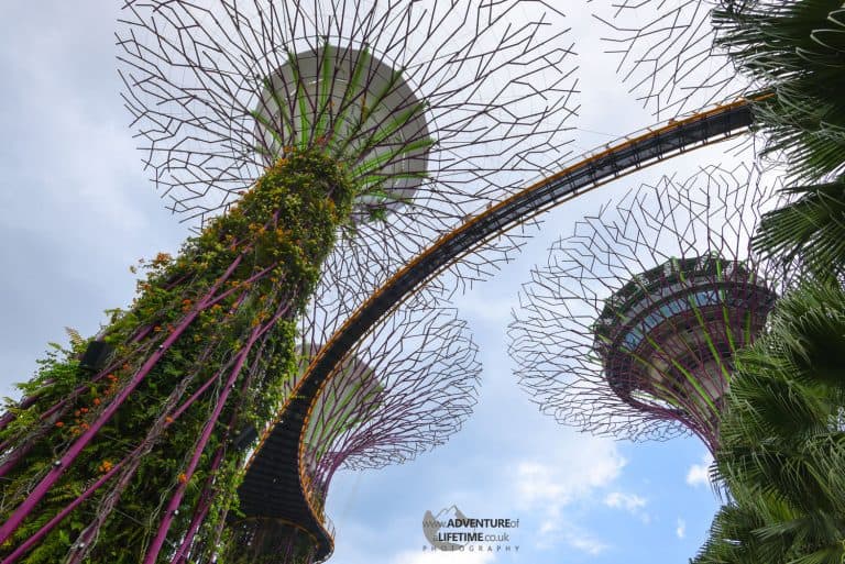 Gardens By The Bay Looking Up