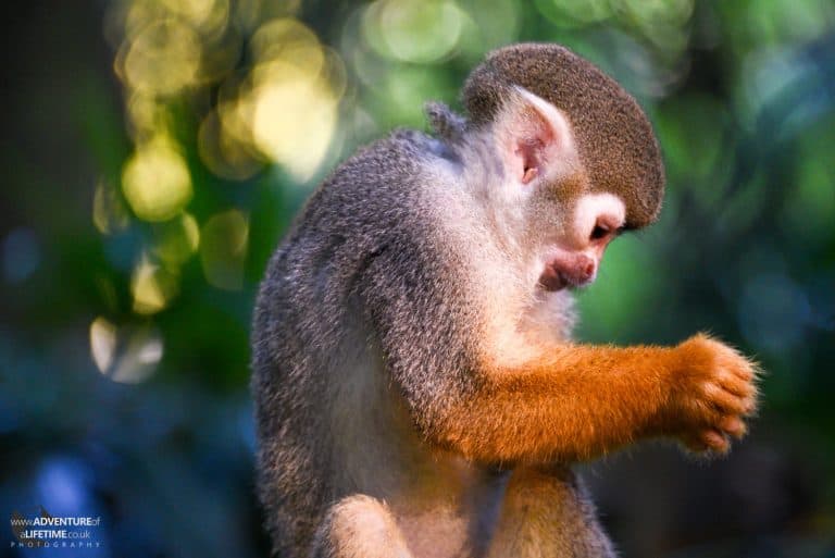 Quizzical Monkey at Singapore Zoo