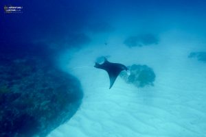 A graceful manta ray off the coast of Nusa Lembongan