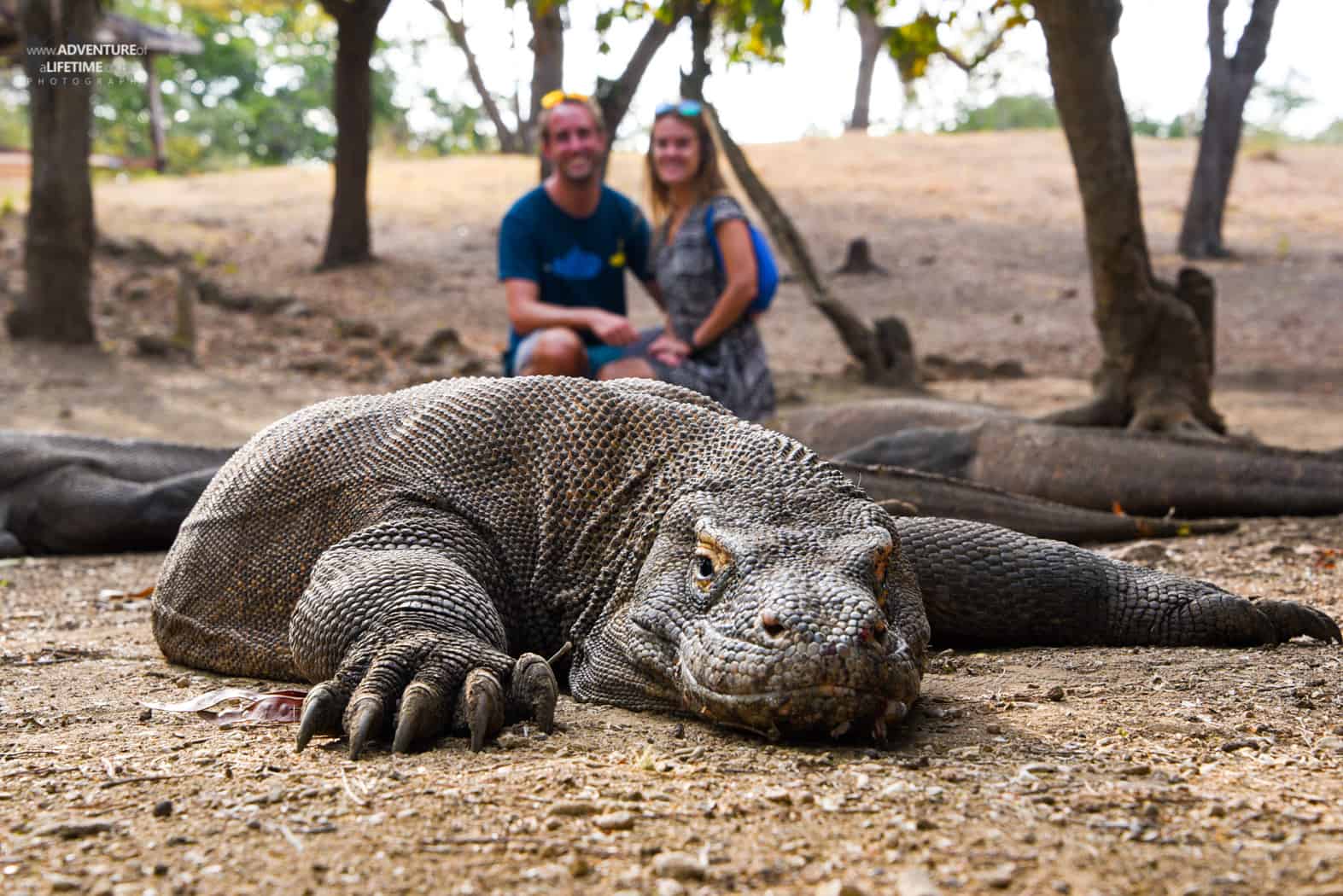 Komodo Dragon with Dora & Michael on Rinca Island