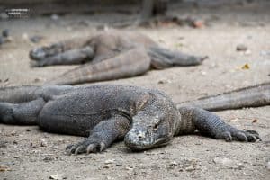 Komodo Dragons rest on Rinca Island