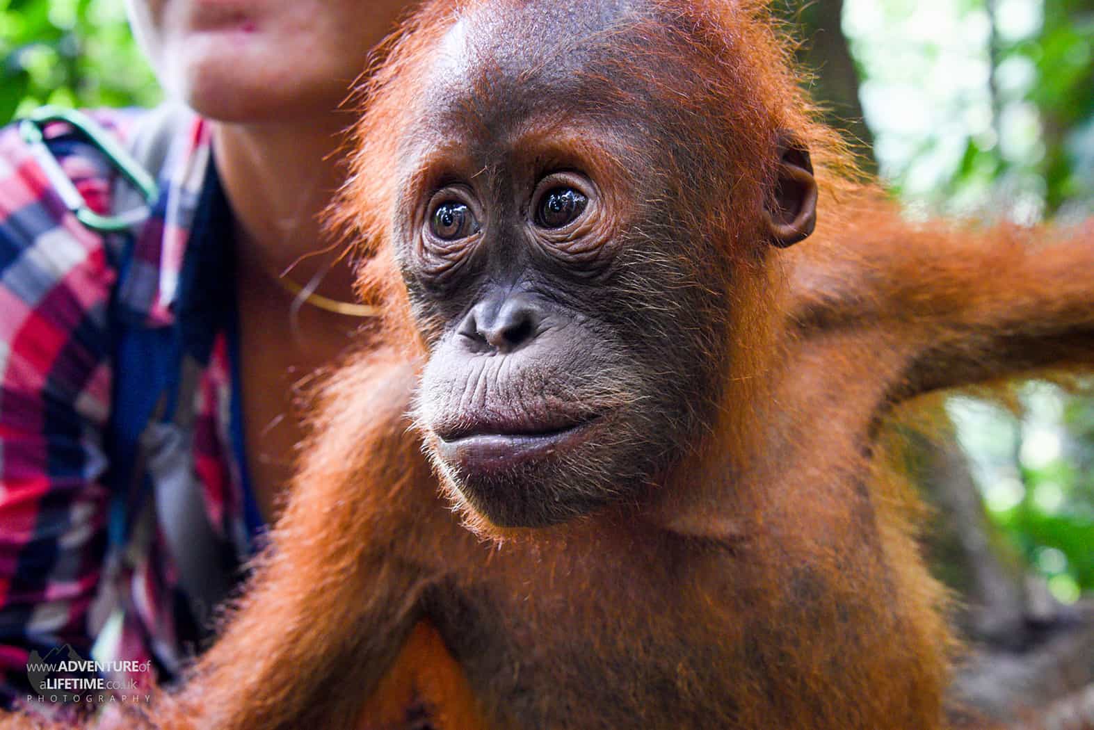 Baby Sumatran Orangutan