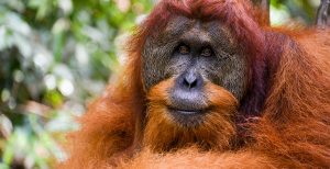 Male Sumartran Orangutan