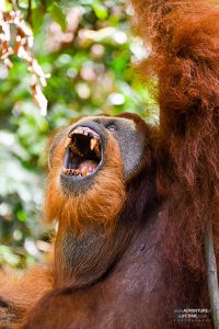 Male Sumatran Orangutan Showing his Teeth