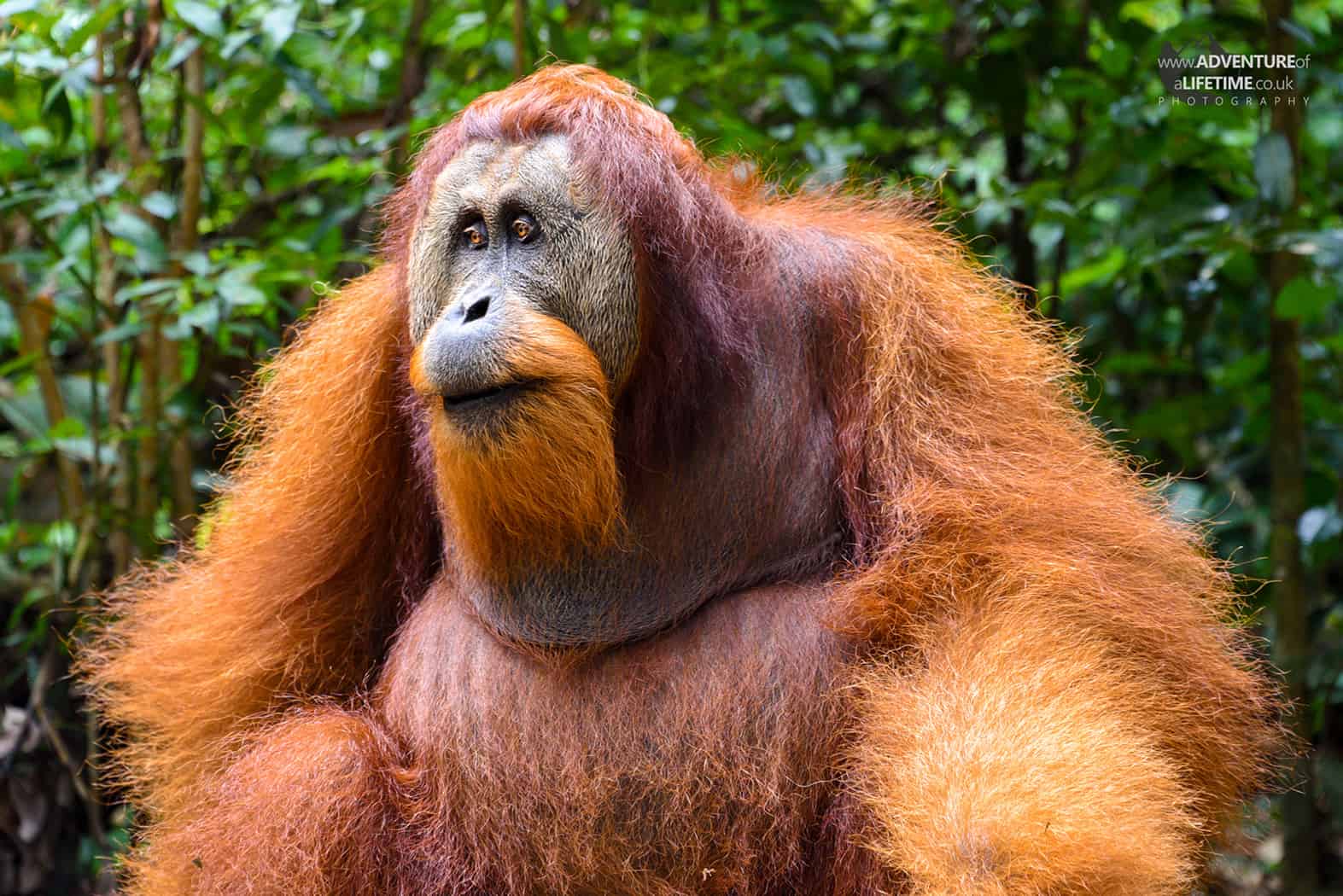 Male Sumatran Orangutan