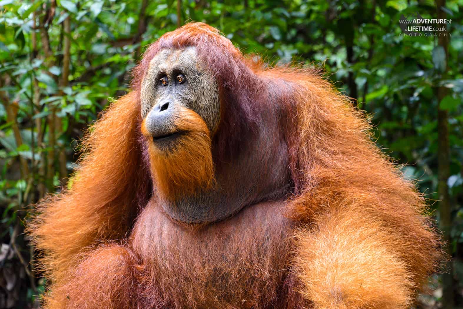 Male Sumatran Orangutan - Adventure of a Lifetime