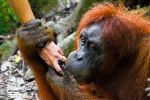 Sumatran Orangutan gumming a hand