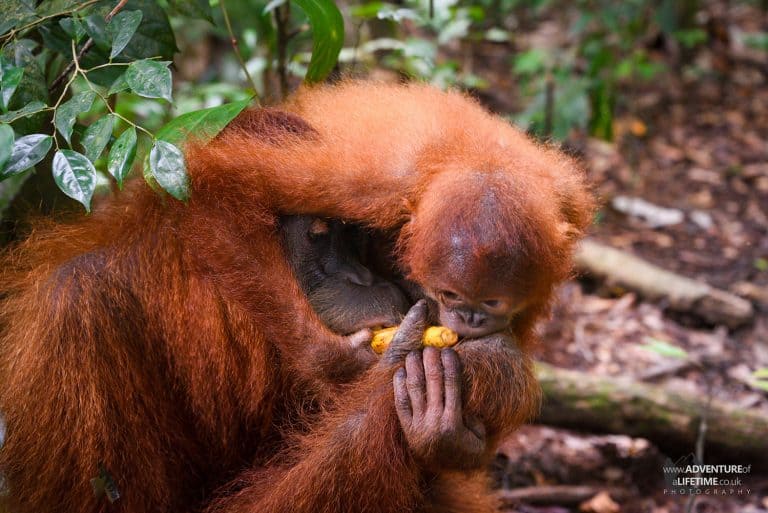 Sumatran Orangutan and baby