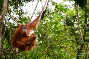 Young Sumatran Orangutan sitting in tree